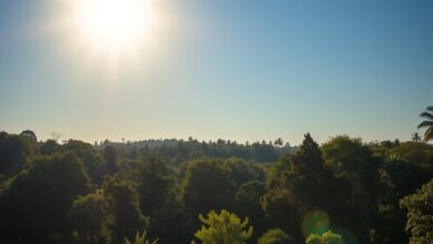Paisagem natural de floresta densa em Moçambique banhada pela luz solar suave durante a manhã